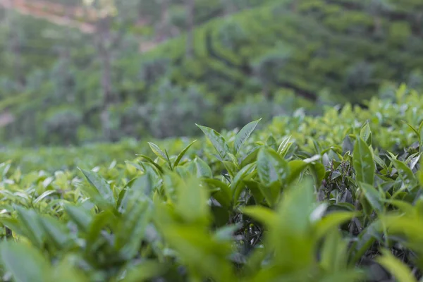 Çay plantasyon içinde günbatımı zamanı. Doğa arka plan — Stok fotoğraf