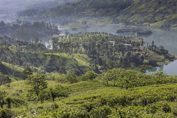 Plantație de ceai în timpul apusul soarelui. Natura fundal — Fotografie, imagine de stoc