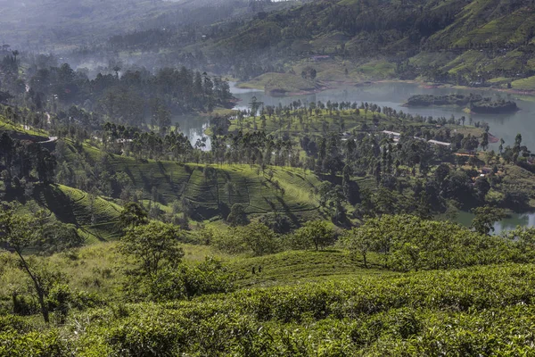 Plantación de té al atardecer. Fondo de naturaleza —  Fotos de Stock