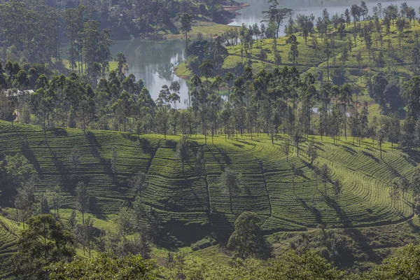 Tea plantation in sunset time. Nature background — Stock Photo, Image