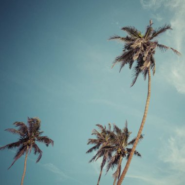 Palmiye ve mavi gökyüzü. Palm Beach moda arka plan