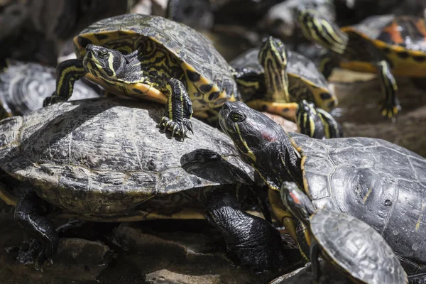 ウエスタン塗装タートル (chrysemys picta) 日光浴で岩の上に座って — ストック写真