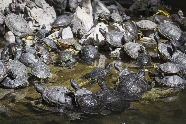 Western geschilderd schildpad (chrysemys picta) zittend op rock koesteren — Stockfoto