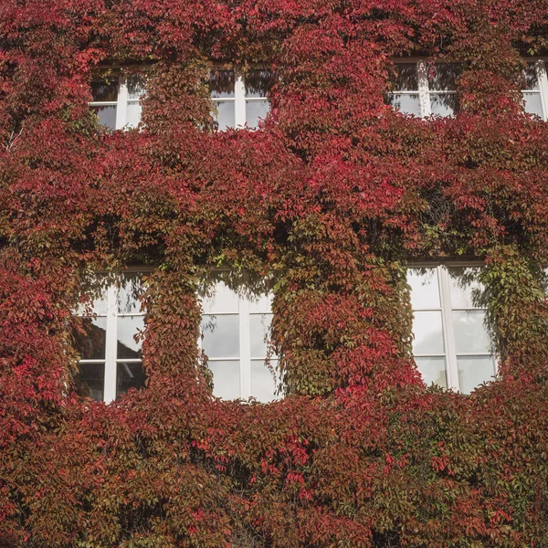 Windows på hösten i Polen — Stockfoto