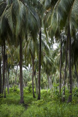 Palm Tree Forest - Colombia clipart
