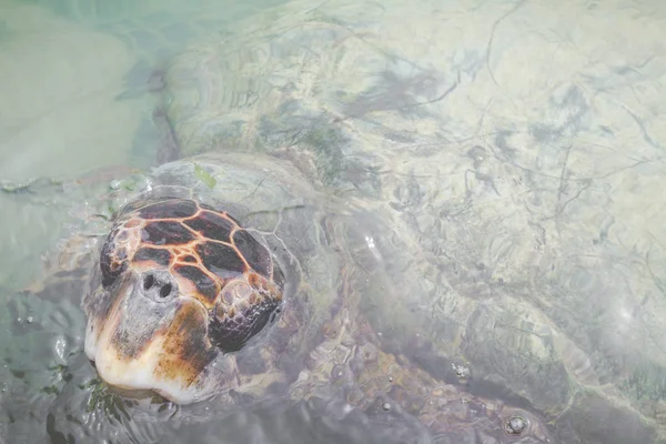 Groene zeeschildpad. Colombia. — Stockfoto