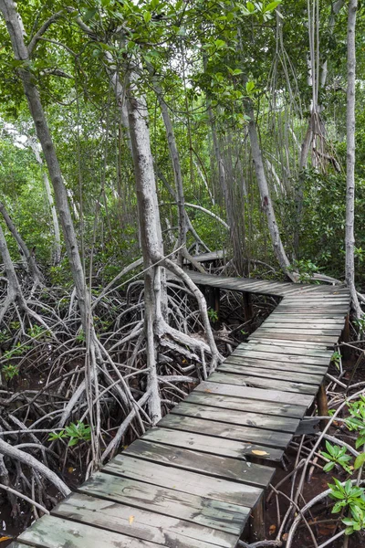 Wood footpath in tropical rain forest in Colombia.