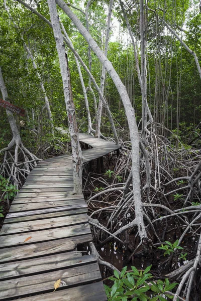 Sentier pédestre en bois dans la forêt tropicale en Colombie . — Photo