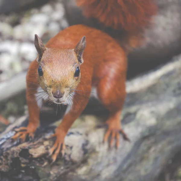 Červená squirell zblízka — Stock fotografie