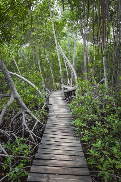 Waldweg im tropischen Regenwald in Kolumbien. — Stockfoto