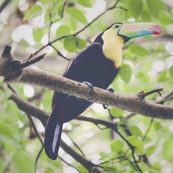 Toucan na floresta tropical com árvore e folhagem, no início da manhã — Fotografia de Stock