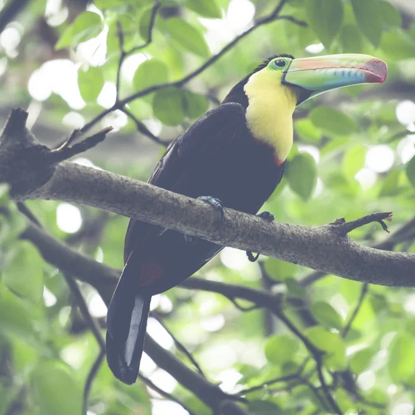 巨嘴鸟在树和树叶，早在清晨的雨森林 — 图库照片