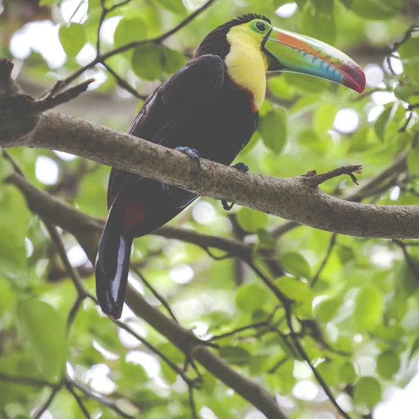 Tucano nella foresta pluviale con albero e fogliame, presto al mattino — Foto Stock