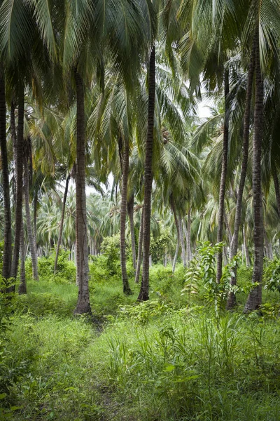 Palmeira Floresta - Colômbia — Fotografia de Stock