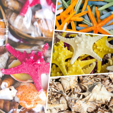 Deniz kabukları kolajı ( fotoğraflarım )