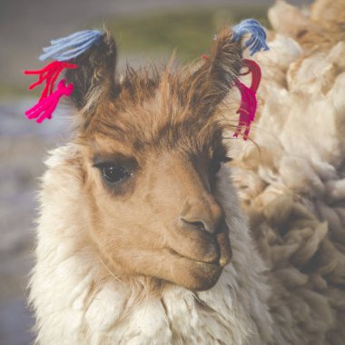 Alpaka, Colorado lagün, Tuz Gölü, Bolivya, Güney Amerika.