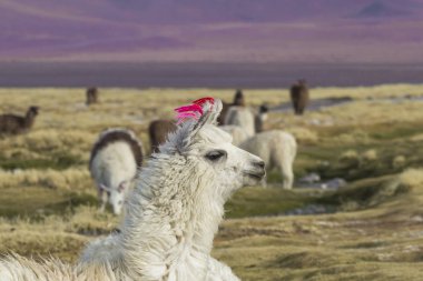 Alpaka, Colorado lagün, Tuz Gölü, Bolivya, Güney Amerika.