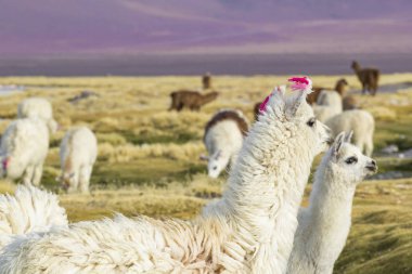 Alpaka, Colorado lagün, Tuz Gölü, Bolivya, Güney Amerika.