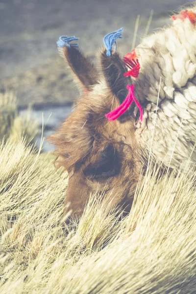 Альпака в Лагуна Колорадо, Солт-Лейк, Болівія, Південна Америка. — стокове фото