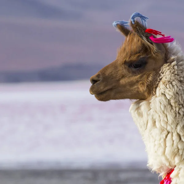Alpaka na Colorado laguny, Salt Lake City, Bolívie, Jižní Amerika. — Stock fotografie