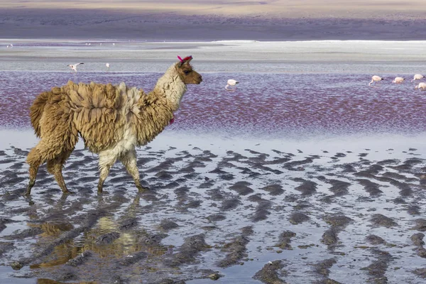 Alpaca na Lagoa do Colorado, Salt Lake, Bolívia, América do Sul . — Fotografia de Stock