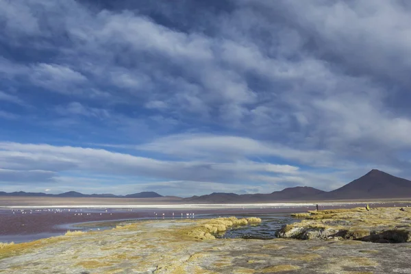 Laguna del Colorado, Lago Salato, Bolivia — Foto Stock