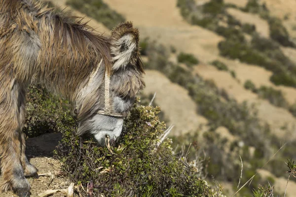 Isla Del Sol. Island Sun. Boliwii. Jezioro Titicaca. Południowej A — Zdjęcie stockowe