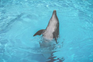 Yunuslar havuzda yüzer.