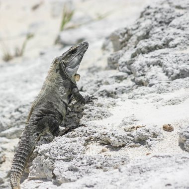 Meksika yucatan içinde görülen yeşil iguana.