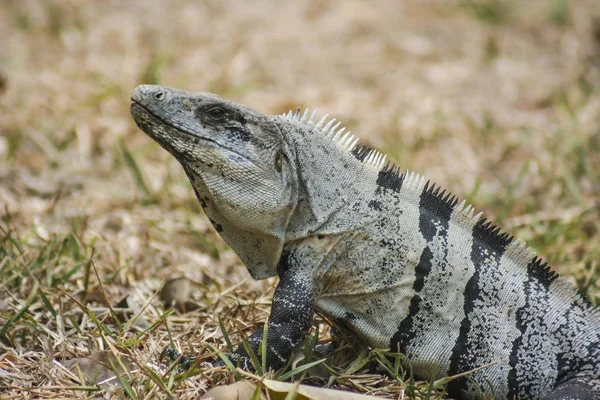 Grön leguan sett i mexikanska yucatan. — Stockfoto