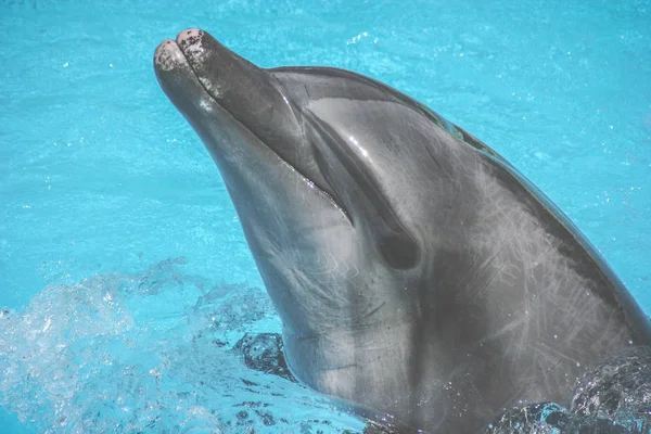 Los delfines nadan en la piscina — Foto de Stock