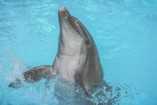 Los delfines nadan en la piscina —  Fotos de Stock