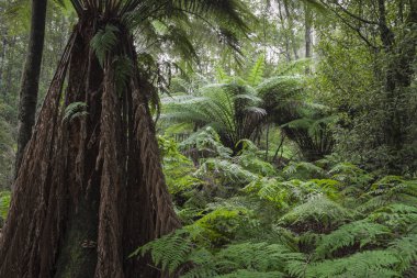 Mount alan Milli Parkı, Tasmanya tropikal ormanda. Australi
