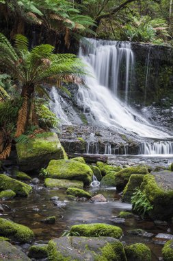 Russell falls, mount alan milli park, Tazmanya, Avustralya