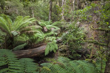 Mount alan Milli Parkı, Tasmanya tropikal ormanda. Australi