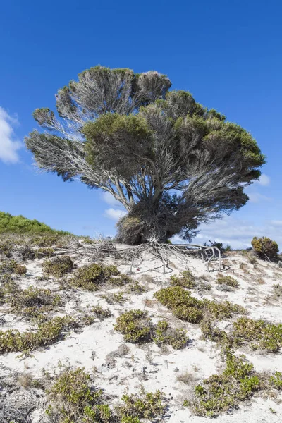 Malowniczy widok na jedną z plaż na Rottnest island, Australi — Zdjęcie stockowe