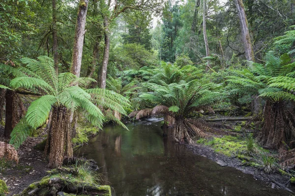 Foresta tropicale nel Parco Nazionale di Mount Field, Tasmania. Australi — Foto Stock