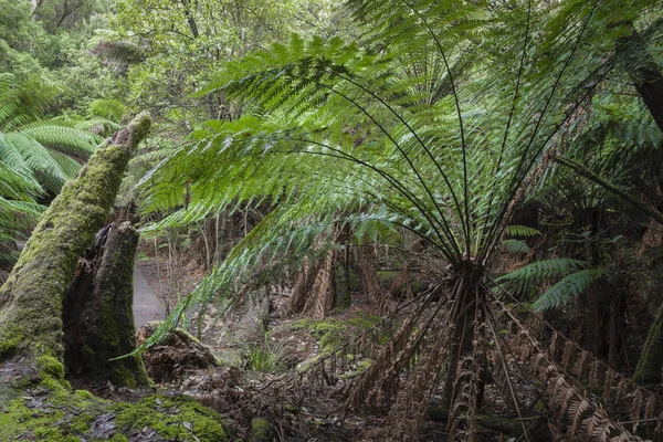 Foresta tropicale nel Parco Nazionale di Mount Field, Tasmania. Australi — Foto Stock