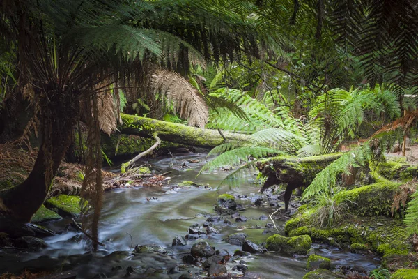 Russell Falls, Mount Field National Park, Tasmania, Australia — Foto Stock