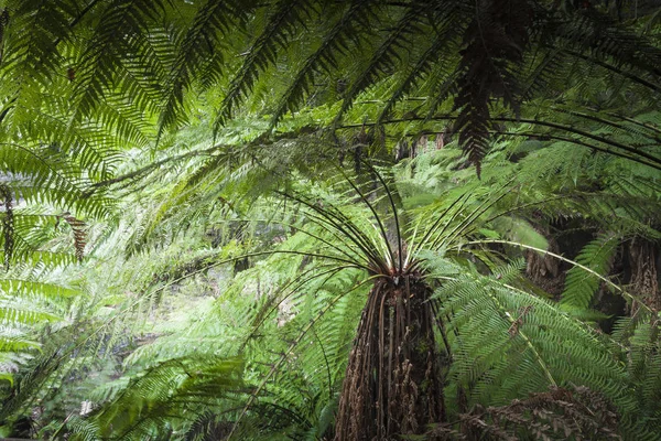Mount alan Milli Parkı, Tasmanya tropikal ormanda. Australi