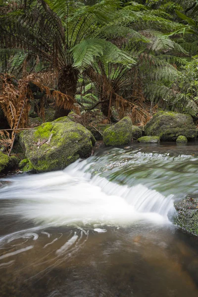 Russell Falls, Parque Nacional Monte Field, Tasmania, Australia —  Fotos de Stock