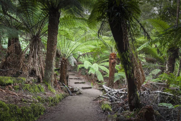 Foresta tropicale nel Parco Nazionale di Mount Field, Tasmania. Australi — Foto Stock