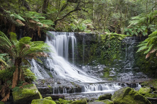 ラッセルの滝、マウント フィールド国立公園、タスマニア州、オーストラリア — ストック写真