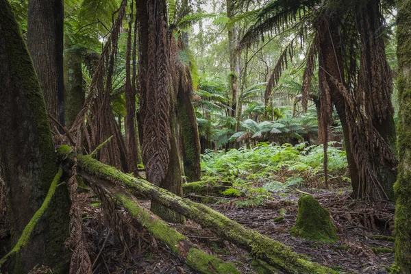 Tropický prales v oblasti národního parku Mount, Tasmánie. Aust. — Stock fotografie