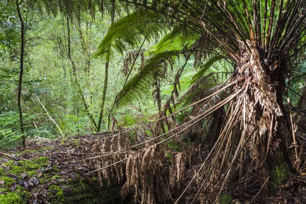 Tropisk skog i Mount fältet National Park, Tasmanien. Australi — Stockfoto