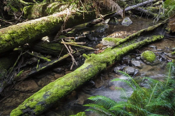 Tropisk skog i Mount fältet National Park, Tasmanien. Australi — Stockfoto