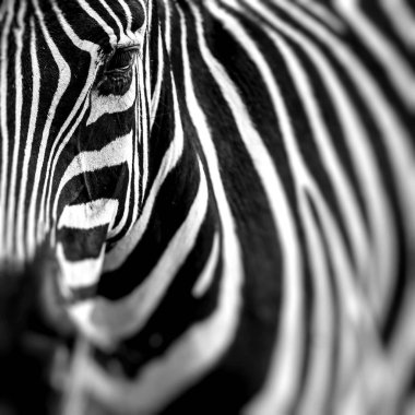 Zebra portre Afrika savana üzerinde. serengeti, Tanzanya Safari