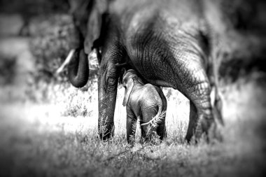 Mother and baby african elephants walking in savannah in the Tar clipart