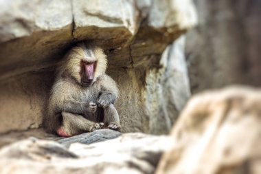 Maymun - Tarangire Milli Parkı - Wildlife Reserve Tanzanya,