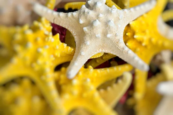 Starfish (Asteroidea) for sale at market. — Stock Photo, Image